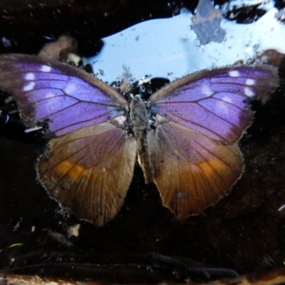 Unidentified Butterfly (Lepidoptera, Rhopalocera) at Lake Argyle, WA - 11 Jun 2017 by MB