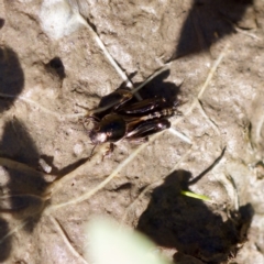 Tridactylus australicus (Pygmy Grasshopper) at Strathnairn, ACT - 17 Nov 2023 by KorinneM