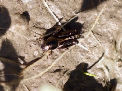 Tridactylus australicus (Pygmy Grasshopper) at Uriarra Recreation Reserve - 17 Nov 2023 by KorinneM