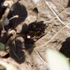 Tridactylus australicus at Uriarra Recreation Reserve - 17 Nov 2023