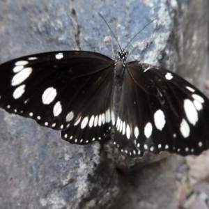 Euploea corinna at Lake Argyle, WA - 11 Jun 2017 07:27 AM