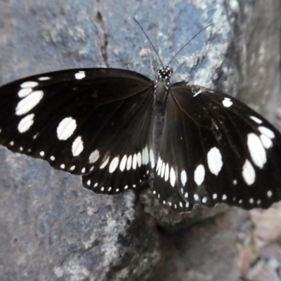 Euploea corinna at Lake Argyle, WA - 10 Jun 2017 by MB