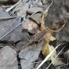 Unidentified Scorpion (Scorpionidae) at Lake Argyle, WA - 11 Jun 2017 by MB