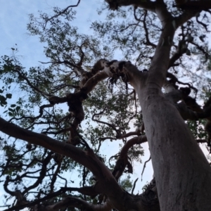 Eucalyptus polyanthemos at Isaacs Ridge and Nearby - 15 Jun 2024 04:37 PM