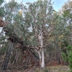 Eucalyptus polyanthemos at Isaacs Ridge and Nearby - 15 Jun 2024 04:37 PM