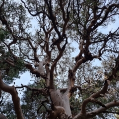 Eucalyptus polyanthemos at Isaacs Ridge and Nearby - 15 Jun 2024 04:37 PM