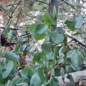 Eucalyptus polyanthemos at Isaacs Ridge and Nearby - 15 Jun 2024 04:37 PM