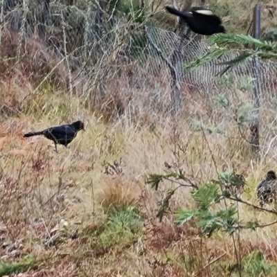 Corcorax melanorhamphos (White-winged Chough) at Isaacs Ridge and Nearby - 15 Jun 2024 by Mike