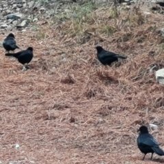 Corcorax melanorhamphos at Isaacs Ridge and Nearby - 15 Jun 2024 04:16 PM