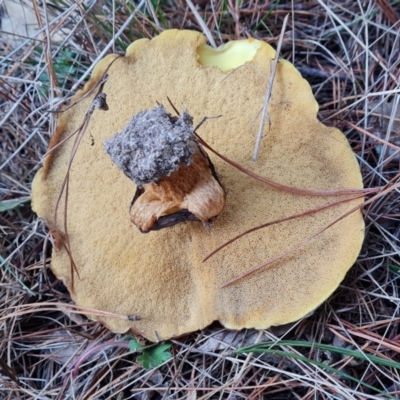 Suillus luteus (Slippery Jack) at Isaacs Ridge and Nearby - 15 Jun 2024 by Mike