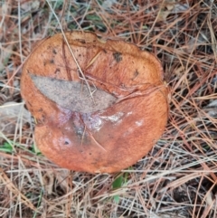 Suillus luteus at Isaacs Ridge and Nearby - 15 Jun 2024