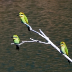 Merops ornatus (Rainbow Bee-eater) at Lake Argyle, WA - 12 Jun 2017 by MB