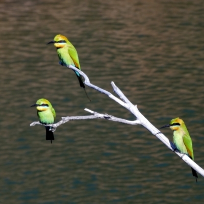 Merops ornatus (Rainbow Bee-eater) at Lake Argyle, WA - 12 Jun 2017 by MB