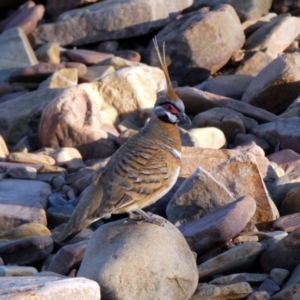 Geophaps plumifera at Lake Argyle, WA - 13 Jun 2017 06:41 AM