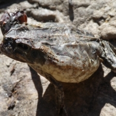 Unidentified Frog at Lake Argyle, WA - 12 Jun 2017 by MB