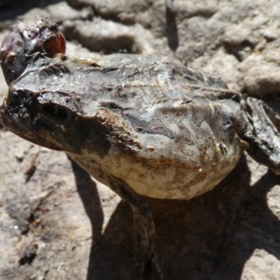 Unidentified Frog at Lake Argyle, WA - 12 Jun 2017 by MB