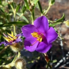 Osbeckia australiana (Osbeckia) at Lake Argyle, WA - 13 Jun 2017 by MB