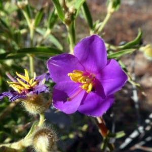 Osbeckia australiana at Lake Argyle, WA - suppressed