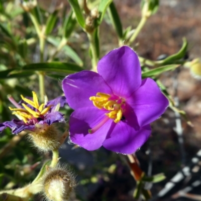 Osbeckia australiana (Osbeckia) at Lake Argyle, WA - 13 Jun 2017 by MB