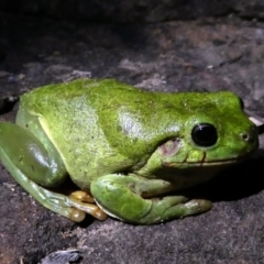Unidentified Frog at suppressed - 13 Jun 2017 by MB