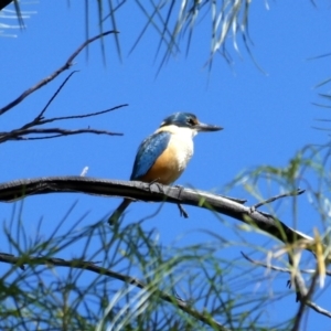 Todiramphus sanctus at Lake Argyle, WA - 13 Jun 2017