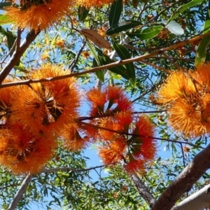 Eucalyptus phoenicea at Lake Argyle, WA - 13 Jun 2017