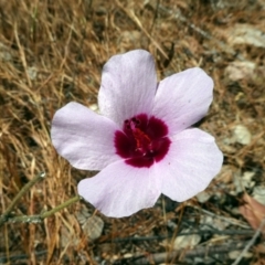 Hibiscus meraukensis (Merauke Hibiscus) at Lake Argyle, WA - 13 Jun 2017 by MB