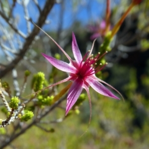 Calytrix exstipulata at Lake Argyle, WA - 13 Jun 2017 11:11 AM