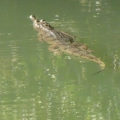 Crocodylus johnstoni (Freshwater Crocodile) at Lake Argyle, WA - 16 Jun 2017 by MB