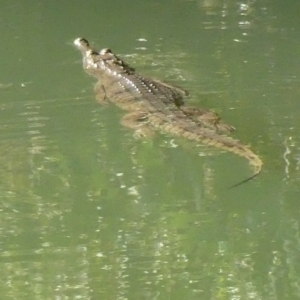 Crocodylus johnstoni at Lake Argyle, WA - 16 Jun 2017 08:16 AM