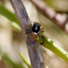 Maratus pavonis (Dunn's peacock spider) at Uriarra Recreation Reserve - 17 Nov 2023 by KorinneM