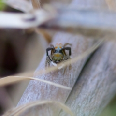 Maratus pavonis at Uriarra Recreation Reserve - 17 Nov 2023