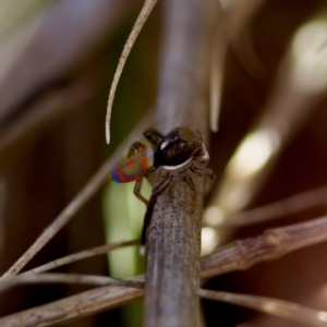 Maratus pavonis at Uriarra Recreation Reserve - suppressed