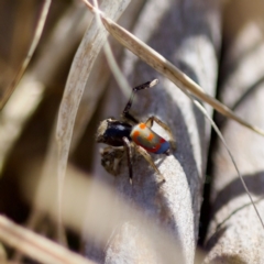 Maratus pavonis at Uriarra Recreation Reserve - suppressed