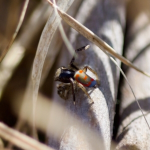 Maratus pavonis at Uriarra Recreation Reserve - suppressed