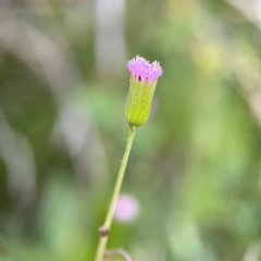 Emilia sonchifolia at Burleigh Head National Park - 15 Jun 2024 04:03 PM