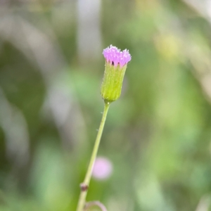 Emilia sonchifolia at Burleigh Head National Park - 15 Jun 2024 04:03 PM