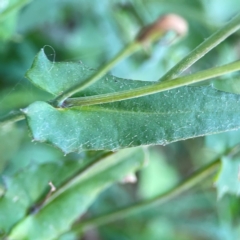 Emilia sonchifolia at Burleigh Head National Park - 15 Jun 2024