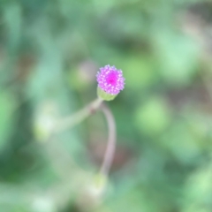 Emilia sonchifolia at Burleigh Head National Park - 15 Jun 2024