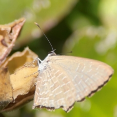 Jalmenus sp. (genus) (An unidentified hairstreak butterfly) at Coolangatta, QLD - 15 Jun 2024 by Hejor1