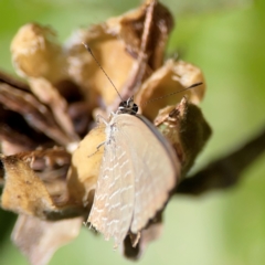 Jalmenus sp. (genus) at Coolangatta, QLD - 15 Jun 2024 12:30 PM