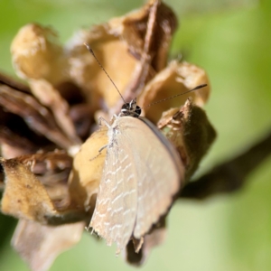 Jalmenus sp. (genus) at Coolangatta, QLD - 15 Jun 2024 12:30 PM