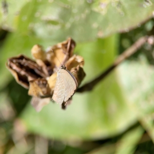 Jalmenus sp. (genus) at Coolangatta, QLD - 15 Jun 2024 12:30 PM