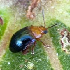 Nisotra sp. (genus) at Coolangatta, QLD - 15 Jun 2024 by Hejor1