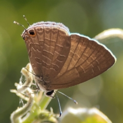 Jamides sp. (genus) at Coolangatta, QLD - 15 Jun 2024 by Hejor1