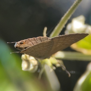 Unidentified at suppressed - 15 Jun 2024