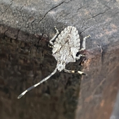 Unidentified Shield, Stink or Jewel Bug (Pentatomoidea) at Burleigh Heads, QLD - 15 Jun 2024 by Hejor1