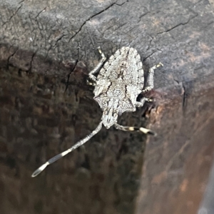 Alcaeus varicornis at Burleigh Head National Park - 15 Jun 2024 02:46 PM