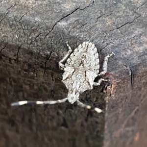 Alcaeus varicornis at Burleigh Head National Park - 15 Jun 2024 02:46 PM