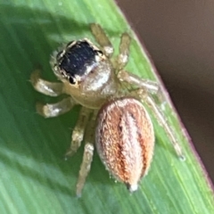 Maratus scutulatus (A jumping spider) at Coolangatta, QLD - 15 Jun 2024 by Hejor1